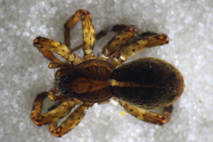  ( - NZSPI1197)  @11 [ ] Copyright (2017) University  of Waikato University of Waikato