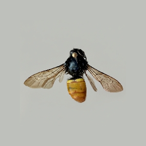  ( - A010P)  @11 [ ] CreativeCommons-Atribution Non-commercial Share-Alike (2026) Paola A. Gonzalez-Vanegas Instituto Politecnico Nacional