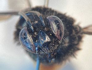  ( - A010P)  @11 [ ] CreativeCommons-Atribution Non-commercial Share-Alike (2026) Paola A. Gonzalez-Vanegas Instituto Politecnico Nacional