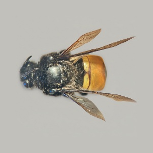  ( - A001P)  @11 [ ] CreativeCommons-Atribution Non-commercial Share-Alike (2026) Paola A. Gonzalez-Vanegas Instituto Politecnico Nacional