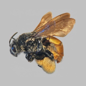  ( - A001P)  @11 [ ] CreativeCommons-Atribution Non-commercial Share-Alike (2026) Paola A. Gonzalez-Vanegas Instituto Politecnico Nacional