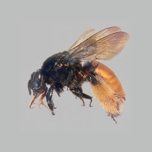  ( - A002P)  @11 [ ] CreativeCommons-Atribution Non-commercial Share-Alike (2026) Paola A. Gonzalez-Vanegas Instituto Politecnico Nacional