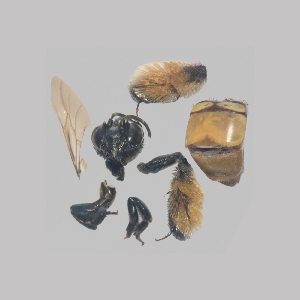  ( - A003P)  @11 [ ] CreativeCommons-Atribution Non-commercial Share-Alike (2026) Paola A. Gonzalez-Vanegas Instituto Politecnico Nacional