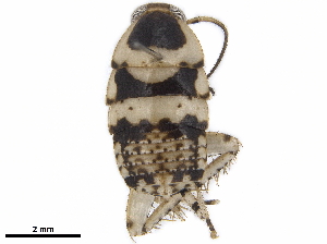  ( - BIOUG50162-E09)  @11 [ ] CreativeCommons - Attribution (2019) CBG Photography Group Centre for Biodiversity Genomics