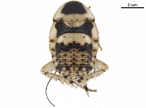  ( - BIOUG50162-G09)  @11 [ ] CreativeCommons - Attribution (2019) CBG Photography Group Centre for Biodiversity Genomics