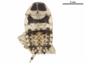  ( - BIOUG50162-H02)  @11 [ ] CreativeCommons - Attribution (2019) CBG Photography Group Centre for Biodiversity Genomics