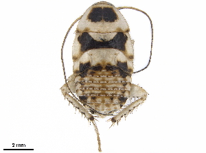  ( - BIOUG50162-H07)  @11 [ ] CreativeCommons - Attribution (2019) CBG Photography Group Centre for Biodiversity Genomics