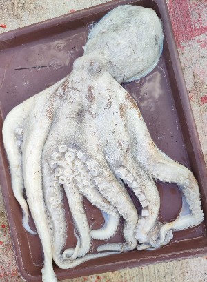  (Octopus maya - CH855-D3)  @11 [ ] CreativeCommons (2023) Sánchez-López Levita Instituto Tecnologico de Chetumal