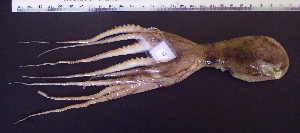  (Octopodinae - AQB-CEP-KER-Ano-01)  @15 [ ] Copyright (2013) Dr. A. Bijukumar Aquaticbiology and Fisheries