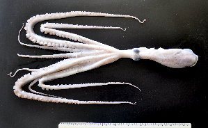  (Callistoctopus luteus - AQB-CEP-KER-Cal-01)  @13 [ ] Copyright (2013) Dr. A. Bijukumar Aquaticbiology and Fisheries