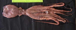  (Octopus vulgaris - AQB-CEP-KER-Ov-01)  @14 [ ] Copyright (2013) Dr. A. Bijukumar Aquaticbiology and Fisheries