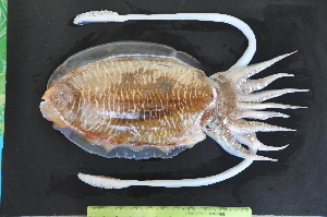  (Sepia pharaonis - AQB-CEP-KER-Sr-01)  @13 [ ] Copyright (2013) Dr. A. Bijukumar Aquaticbiology and Fisheries