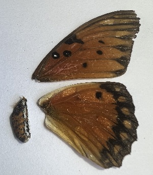  (Dione vanillae - N009L)  @11 [ ] CreativeCommons-Atribution Non-commercial Share-Alike (2024) Matthias Ros Instituto Politecnico Nacional