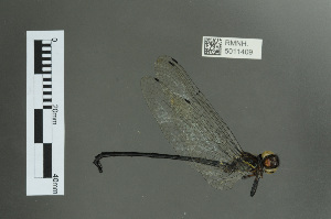  (Palaeosynthemis nigrostigma - RMNH.5011409)  @13 [ ] CreativeCommons - Attribution Non-Commercial Share-Alike (2016) Unspecified Naturalis, Biodiversity Centre
