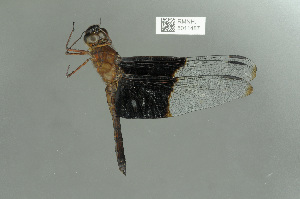  (Camacinia othello - RMNH.5011487)  @11 [ ] CreativeCommons - Attribution Non-Commercial Share-Alike (2016) Unspecified Naturalis, Biodiversity Centre