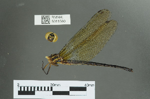  (Palaeosynthemis sp - RMNH.5011580)  @12 [ ] CreativeCommons - Attribution Non-Commercial Share-Alike (2016) Unspecified Naturalis, Biodiversity Centre