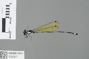  (Nososticta nigrofasciata - RMNH.INS.500571)  @14 [ ] CreativeCommons - Attribution Non-Commercial Share-Alike (2013) Unspecified Naturalis Biodiversity Center