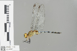  (Orthetrum guineense - RMNH.INS.501408)  @14 [ ] CreativeCommons - Attribution Non-Commercial Share-Alike (2013) Unspecified Naturalis Biodiversity Center