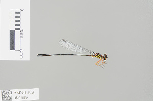  (Elattoneura girardi - RMNH.INS.501599)  @13 [ ] CreativeCommons - Attribution Non-Commercial Share-Alike (2013) Unspecified Naturalis Biodiversity Center