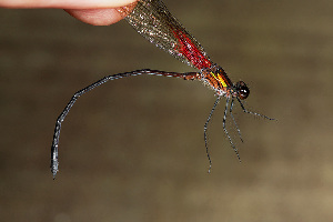  (Hetaerina laesa - RMNH.INS.501802)  @13 [ ] CreativeCommons - Attribution Non-Commercial Share-Alike (2013) Unspecified Naturalis Biodiversity Center