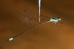  (Aeolagrion dorsale - RMNH.INS.501849)  @14 [ ] CreativeCommons - Attribution Non-Commercial Share-Alike (2013) Unspecified Naturalis Biodiversity Center