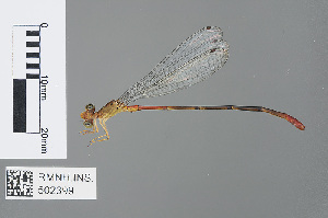  (Ceriagrion platystigma - RMNH.INS.502399)  @14 [ ] CreativeCommons - Attribution Non-Commercial Share-Alike (2013) Unspecified Naturalis Biodiversity Center