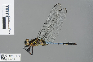  (Orthetrum julia - RMNH.INS.502402)  @14 [ ] CreativeCommons - Attribution Non-Commercial Share-Alike (2013) Unspecified Naturalis Biodiversity Center