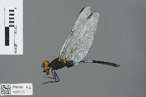 (Orthetrum latihami - RMNH.INS.502919)  @13 [ ] CreativeCommons - Attribution Non-Commercial Share-Alike (2013) Unspecified Naturalis Biodiversity Center