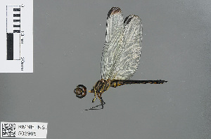  (Eleuthemis spec_nov - RMNH.INS.502965)  @11 [ ] CreativeCommons - Attribution Non-Commercial Share-Alike (2013) Unspecified Naturalis Biodiversity Center