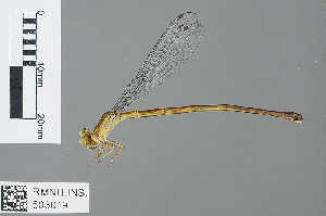  (Ceriagrion bakeri - RMNH.INS.503019)  @13 [ ] CreativeCommons - Attribution Non-Commercial Share-Alike (2013) Unspecified Naturalis Biodiversity Center