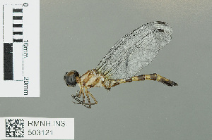  (Malgassophlebia bispina - RMNH.INS.503121)  @14 [ ] CreativeCommons - Attribution Non-Commercial Share-Alike (2013) Unspecified Naturalis Biodiversity Center