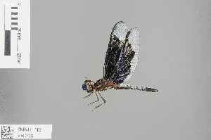  (Palpopleura lucia - RMNH.INS.504238)  @14 [ ] CreativeCommons - Attribution Non-Commercial Share-Alike (2013) Unspecified Naturalis Biodiversity Center