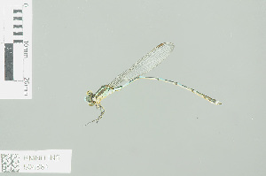  (Austrolestes leda - RMNH.INS.504881)  @13 [ ] CreativeCommons - Attribution Non-Commercial Share-Alike (2013) Unspecified Naturalis Biodiversity Center