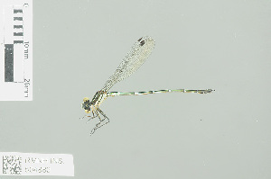  (Austrolestes psyche - RMNH.INS.504882)  @13 [ ] CreativeCommons - Attribution Non-Commercial Share-Alike (2013) Unspecified Naturalis Biodiversity Center