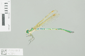  (Austrolestes cingulatus - RMNH.INS.505231)  @14 [ ] CreativeCommons - Attribution Non-Commercial Share-Alike (2013) Unspecified Naturalis Biodiversity Center
