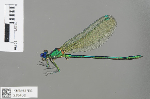  (Umma electa - RMNH.INS.505436)  @13 [ ] CreativeCommons - Attribution Non-Commercial Share-Alike (2013) Unspecified Naturalis Biodiversity Center