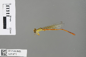  (Ceriagrion whellani - RMNH.INS.505471)  @14 [ ] CreativeCommons - Attribution Non-Commercial Share-Alike (2013) Unspecified Naturalis Biodiversity Center