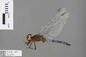  (Aethiothemis ellioti - RMNH.INS.505491)  @14 [ ] CreativeCommons - Attribution Non-Commercial Share-Alike (2013) Unspecified Naturalis Biodiversity Center