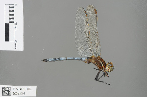  (Orthetrum caffrum - RMNH.INS.505504)  @14 [ ] CreativeCommons - Attribution Non-Commercial Share-Alike (2013) Unspecified Naturalis Biodiversity Center