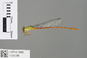  (Ceriagrion corallinum - RMNH.INS.505538)  @14 [ ] CreativeCommons - Attribution Non-Commercial Share-Alike (2013) Unspecified Naturalis Biodiversity Center