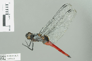  (Orthetrum pruinosum clelia - RMNH.INS.506551)  @14 [ ] CreativeCommons - Attribution Non-Commercial Share-Alike (2013) Unspecified Naturalis Biodiversity Center