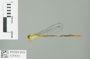  (Ceriagrion cerinorubellum - RMNH.INS.506682)  @14 [ ] CreativeCommons - Attribution Non-Commercial Share-Alike (2013) Unspecified Naturalis Biodiversity Center