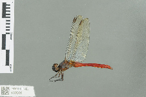  ( - RMNH.INS.507609)  @14 [ ] CreativeCommons - Attribution Non-Commercial Share-Alike (2013) Unspecified Naturalis Biodiversity Center
