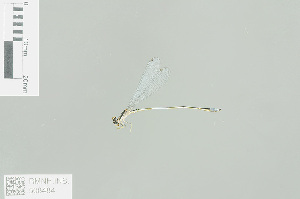  (Aciagrion approximans - RMNH.INS.508484)  @12 [ ] CreativeCommons - Attribution Non-Commercial Share-Alike (2013) Unspecified Naturalis Biodiversity Center