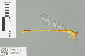  (Ceriagrion auranticum - RMNH.INS.508500)  @13 [ ] CreativeCommons - Attribution Non-Commercial Share-Alike (2013) Unspecified Naturalis Biodiversity Center