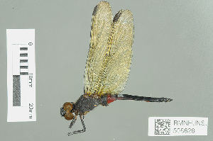  (Aethiothemis erythromelas - RMNH.INS.508828)  @14 [ ] CreativeCommons - Attribution Non-Commercial Share-Alike (2013) Unspecified Naturalis Biodiversity Center