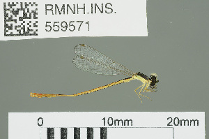  ( - RMNH.INS.559571)  @12 [ ] CreativeCommons - Attribution Non-Commercial Share-Alike (2013) Unspecified Naturalis Biodiversity Center