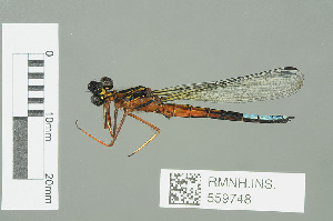  (Platycypha inyangae - RMNH.INS.559748)  @14 [ ] CreativeCommons - Attribution Non-Commercial Share-Alike (2013) Unspecified Naturalis Biodiversity Center