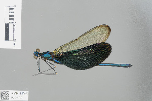 (Neurobasis ianthinipennis - RMNH.INS.500612)  @13 [ ] CreativeCommons - Attribution Non-Commercial Share-Alike (2013) Unspecified Naturalis, Biodiversity Centre