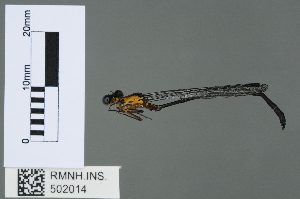  (Lestoidea sp - RMNH.INS.502014)  @12 [ ] CreativeCommons - Attribution Non-Commercial Share-Alike (2013) Naturalis DNA barcoding facility Naturalis Biodiversity Center